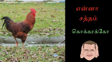 tamil guy cock|cock meaning in Tamil 